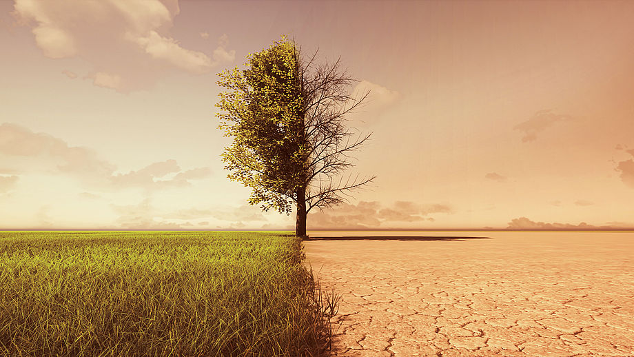 Das Bild zeigt einen Baum in zwei Welten grüne Wiesen und dürrer Sandboden